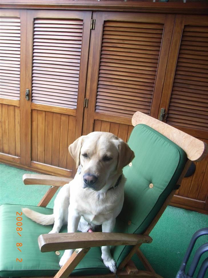 Labrador retriever Moro - Han er såå forkælet!! Han får lov til at hoppe op i liggestolen... billede 13