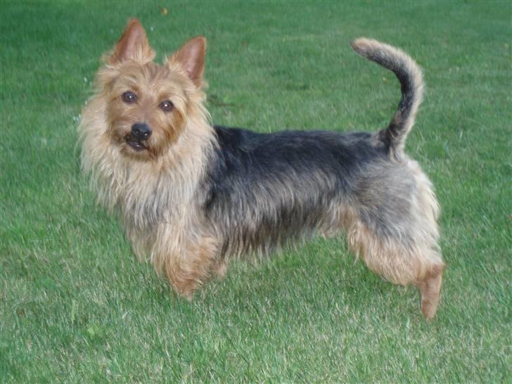 Australsk terrier Bastian & Terry - Bastian i profil fra siden. billede 12