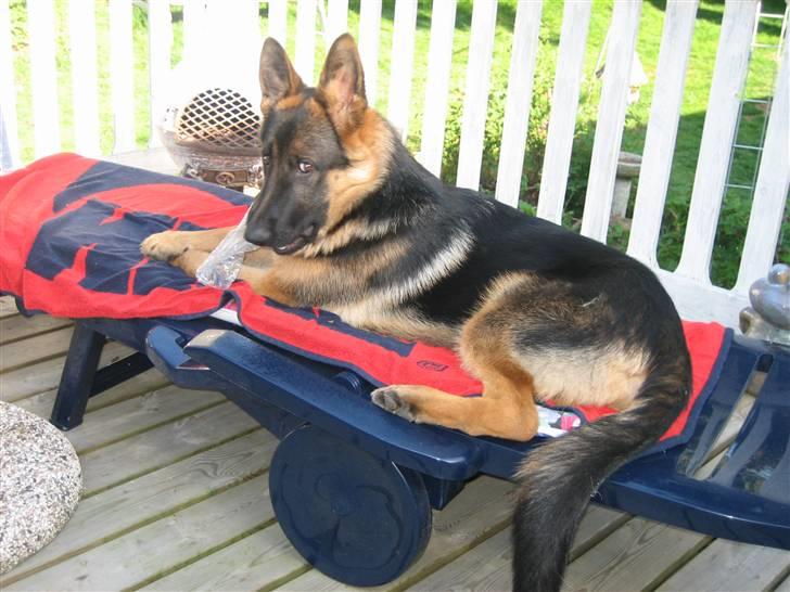 Schæferhund Chiko - Forkælet :) billede 12