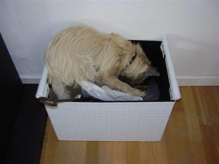 Cairn terrier Ferns Quickstepper - Det er altså ikke nemt når man gemmer kødbenet i en kasse.. billede 15