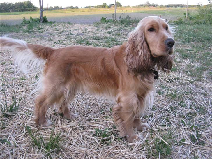 Cocker spaniel Hr. Vimse - R.I.P billede 11