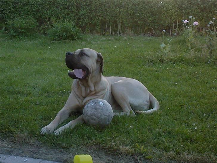 Blanding af racer nuser - Min ven holger.
har ham desværre ikk mere. billede 6