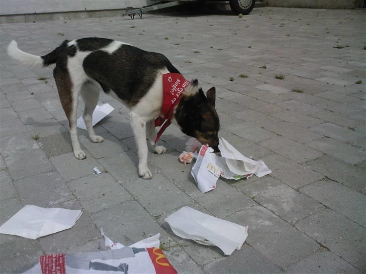 Blanding af racer nuser -  Se det hunde æde han gi´r mig, elsker burger fra mac billede 7