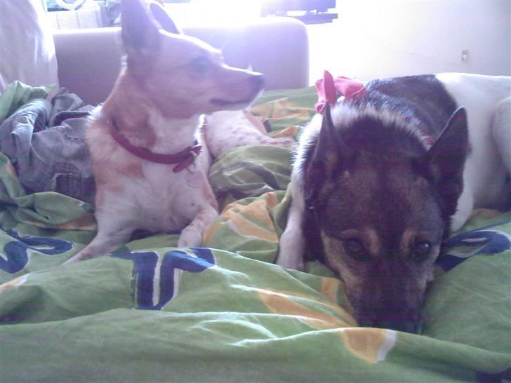 Blanding af racer nuser - mig og min søster billede 8