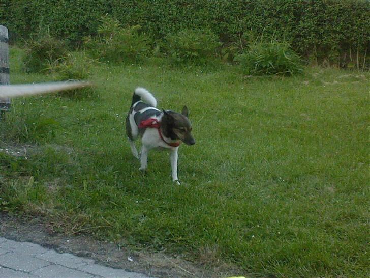 Blanding af racer nuser - bare mig billede 9