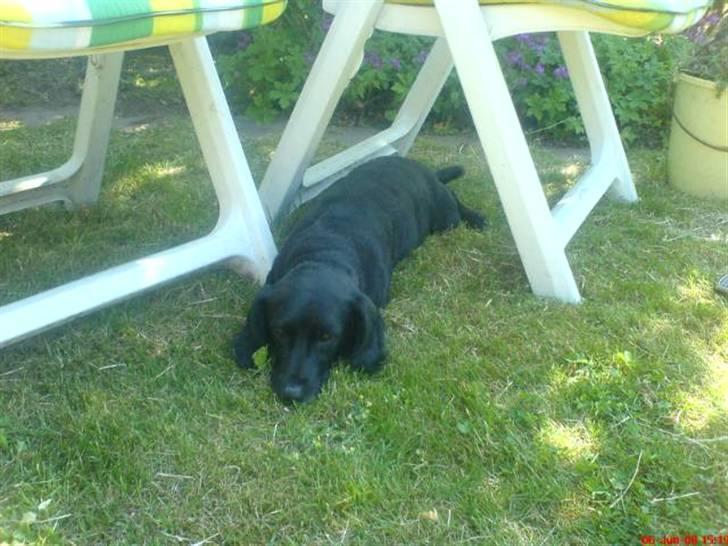 Blanding af racer Blackie*RIP* billede 10