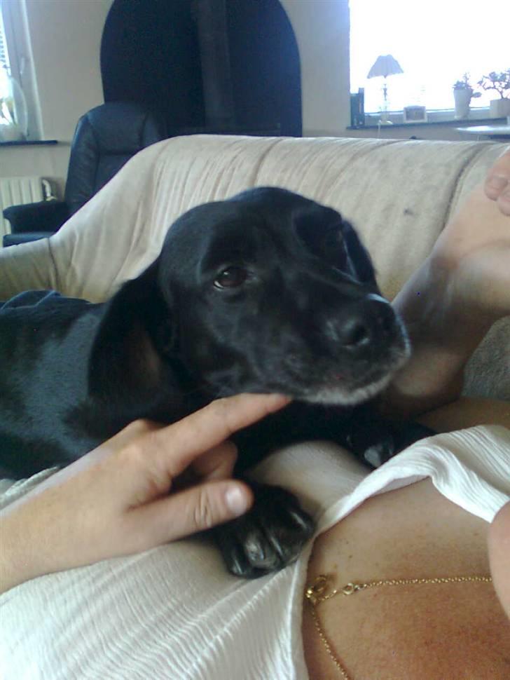 Blanding af racer Blackie*RIP* billede 11