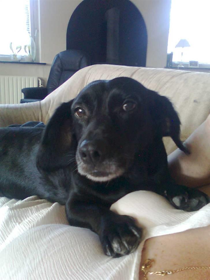 Blanding af racer Blackie*RIP* billede 12