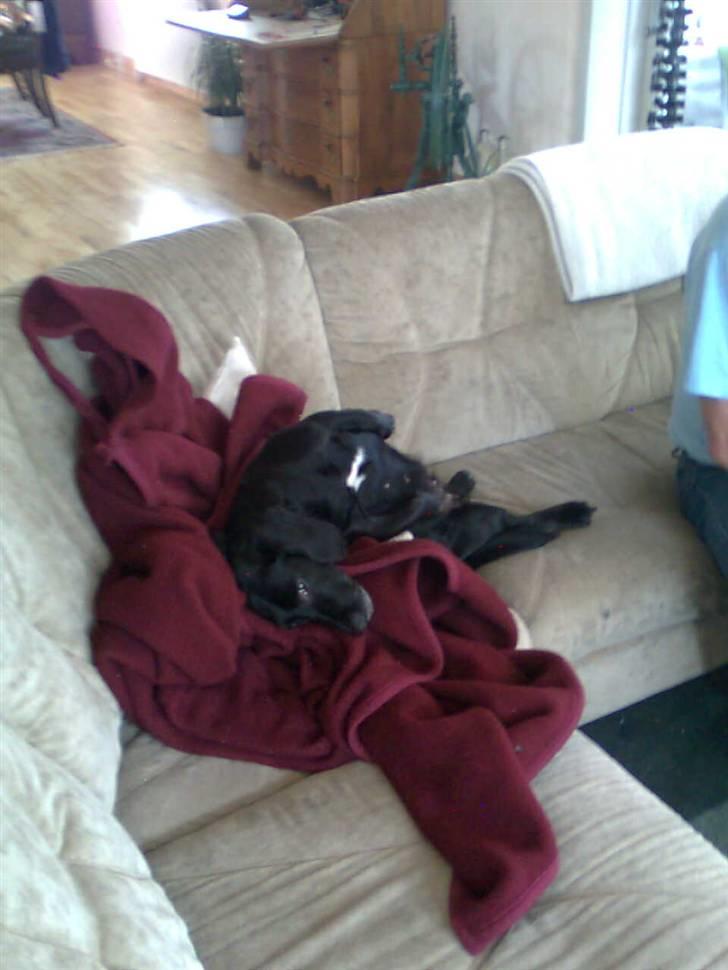 Blanding af racer Blackie*RIP* billede 13