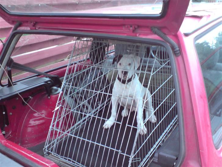 Amerikansk bulldog chico - der skal lige siges at der ik bliver spillet musik når hunden er med kun til og fra arbejde der er han jo ik med billede 10