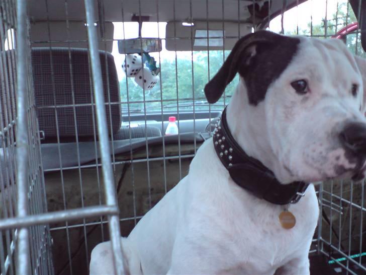 Amerikansk bulldog chico - nyt halsbånd billede 11