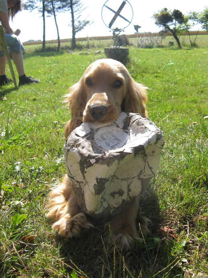 Cocker spaniel Hr. Vimse - R.I.P - Jaah, en flad bold! Ihh, hvor er jeg stolt! Tihi´ :D billede 12