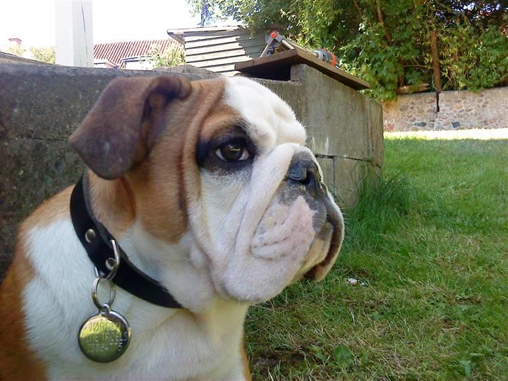 Engelsk bulldog Jørgen billede 13