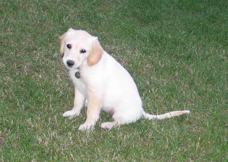 Golden retriever Sika billede 8