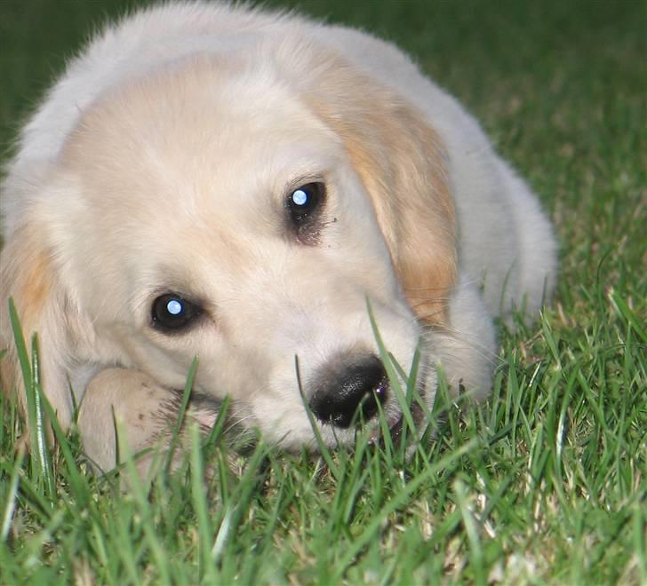 Golden retriever Sika billede 9