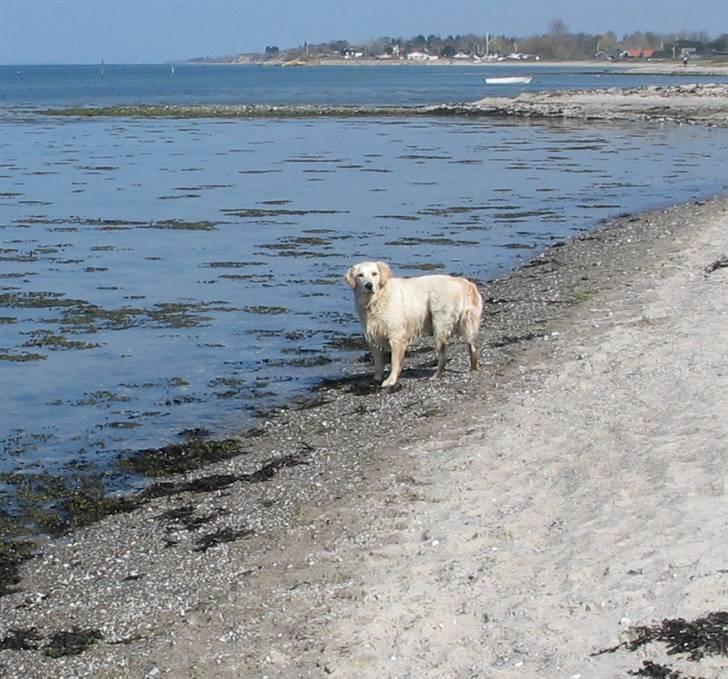 Golden retriever Sika billede 10