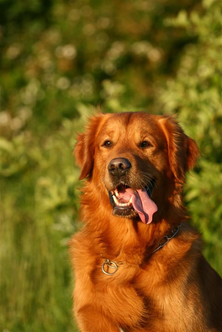 Golden retriever Sofus billede 6