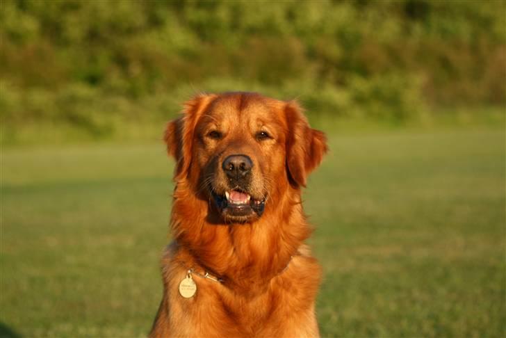 Golden retriever Sofus billede 7