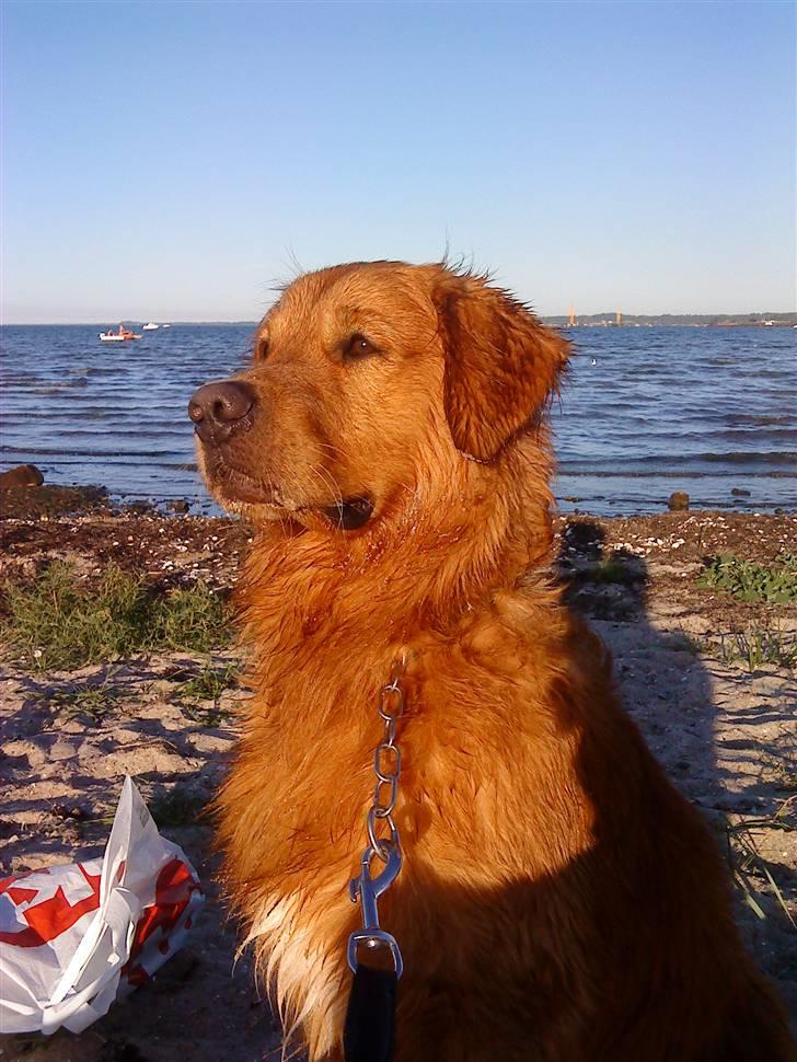 Golden retriever Sofus billede 11