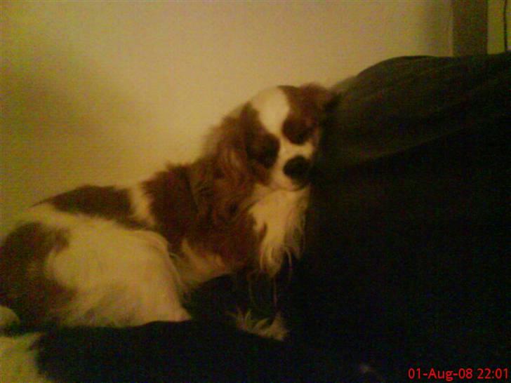 Cavalier king charles spaniel Herdis <3 billede 14