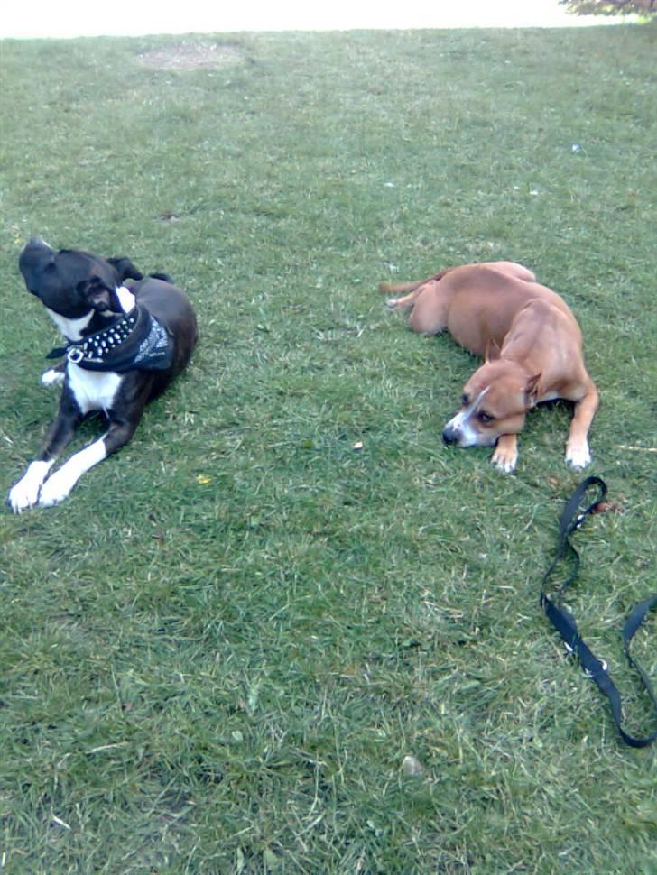 Amerikansk staffordshire terrier paco billede 6