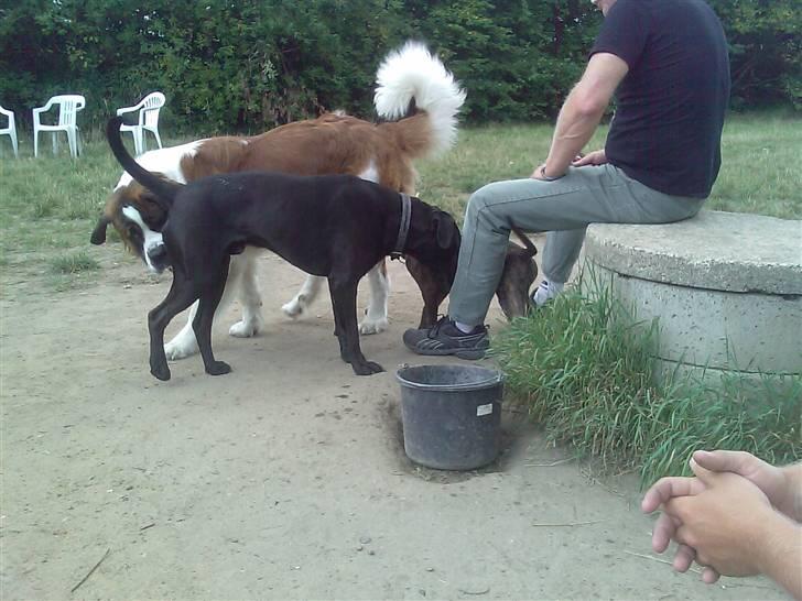 Blanding af racer Basse - Boxador - lab/box - En stor hund og en rigtig stor hund billede 7