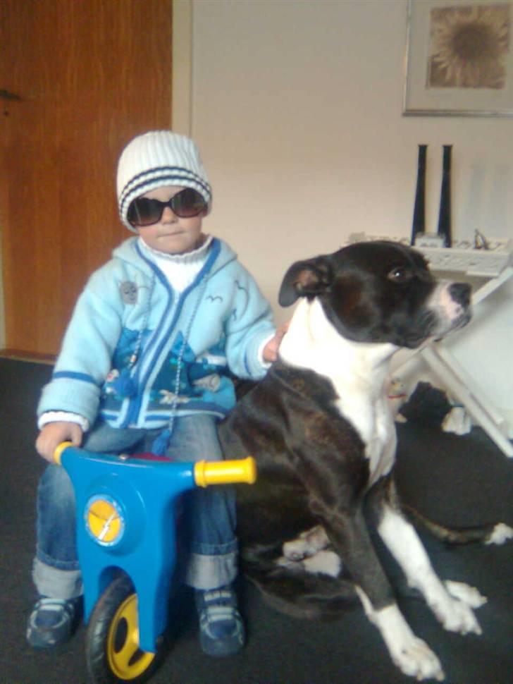 Amerikansk staffordshire terrier paco billede 7