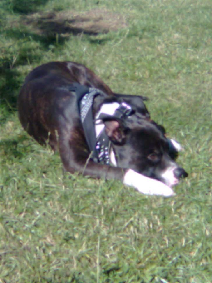 Amerikansk staffordshire terrier paco billede 8