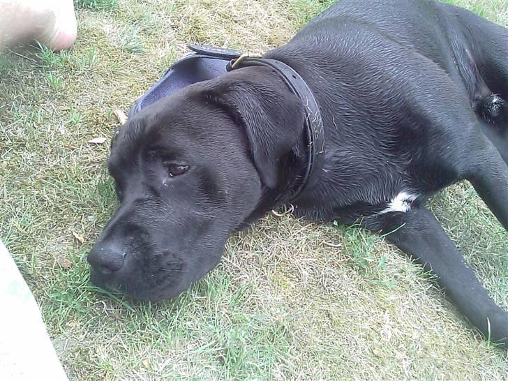 Blanding af racer Basse - Boxador - lab/box - Ligger på græsset i sommerhuset billede 8