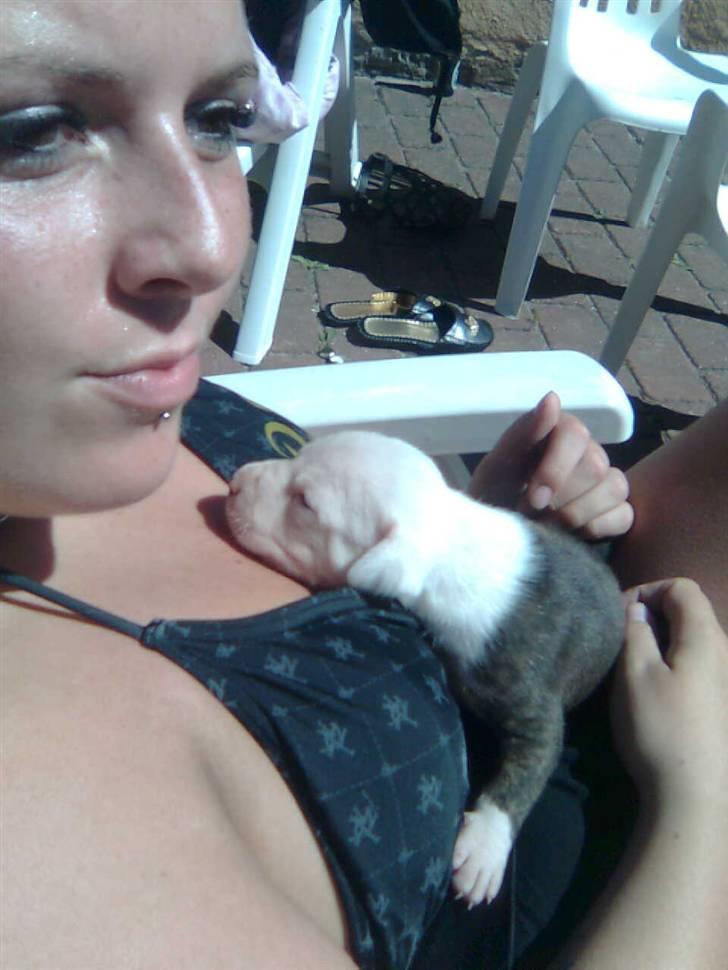 Amerikansk staffordshire terrier paco billede 10