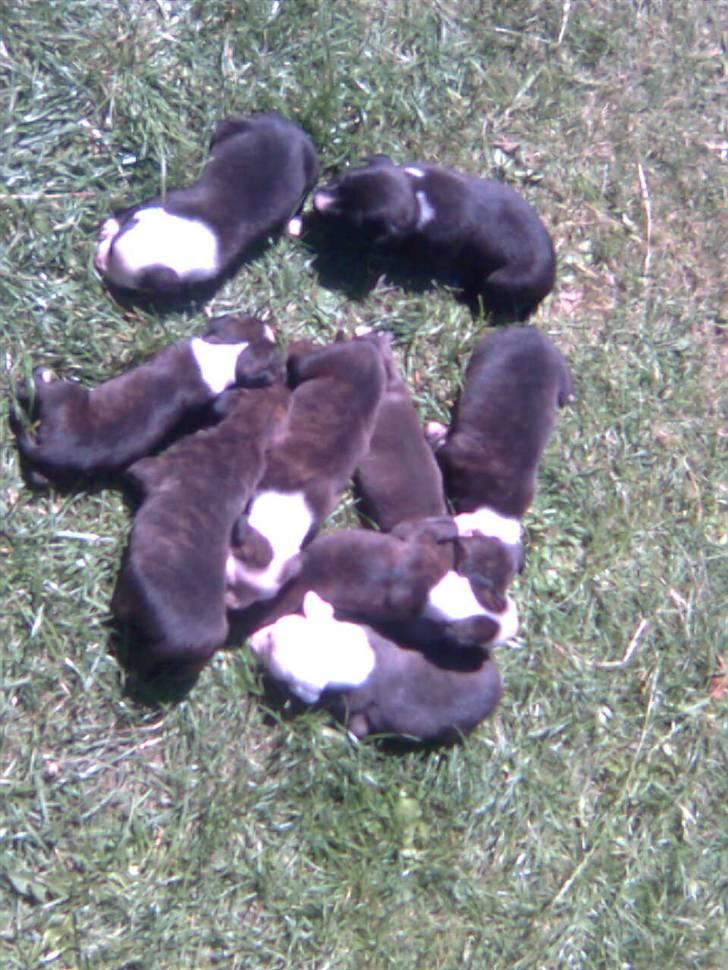 Amerikansk staffordshire terrier paco billede 11