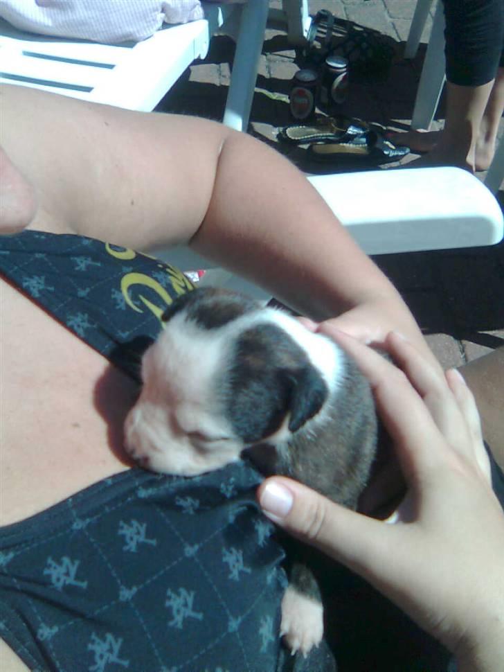 Amerikansk staffordshire terrier paco billede 12