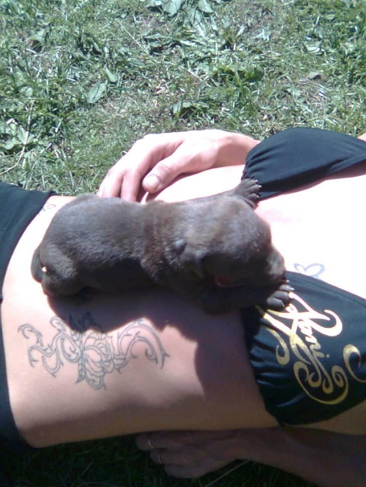 Amerikansk staffordshire terrier paco billede 13