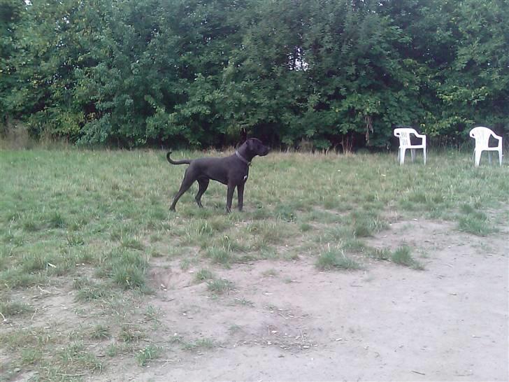 Blanding af racer Basse - Boxador - lab/box - Står model billede 9