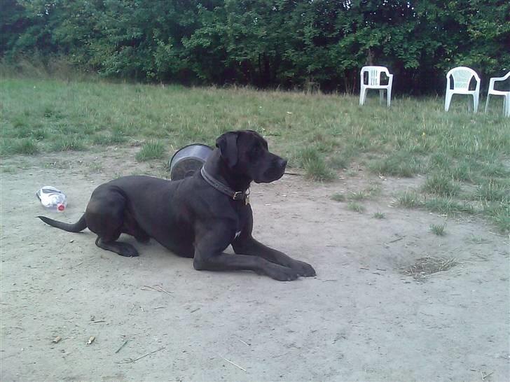 Blanding af racer Basse - Boxador - lab/box billede 10