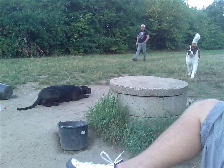 Blanding af racer Basse - Boxador - lab/box billede 11