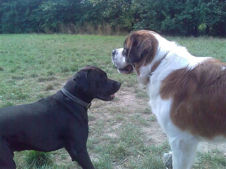 Blanding af racer Basse - Boxador - lab/box billede 12