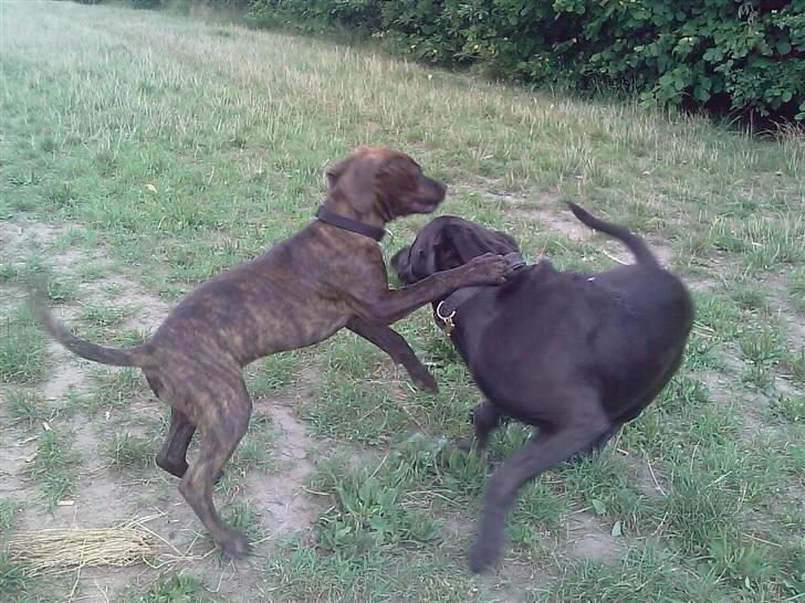 Blanding af racer Basse - Boxador - lab/box - Leger lidt med en lille sød ven billede 13