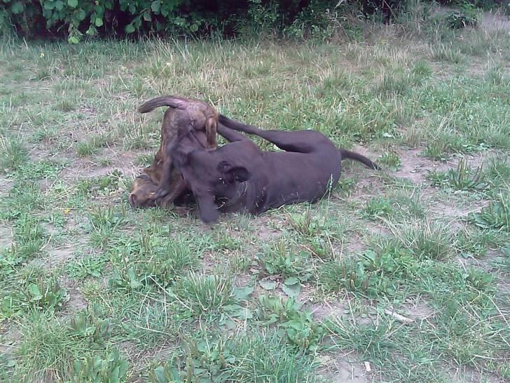 Blanding af racer Basse - Boxador - lab/box billede 14