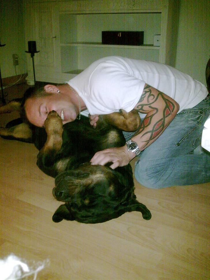 Rottweiler S.B. Von Barnewitz AZZO - ja så skulle jeg lige lugte til hans sure pote :o) billede 16