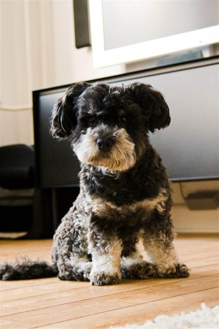 Bichon havanais Dexter billede 1