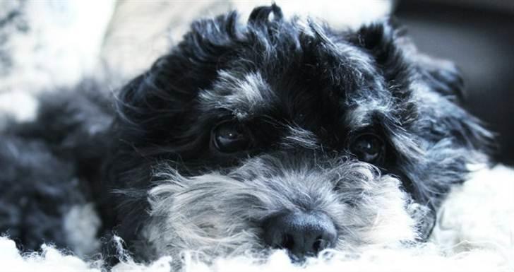 Bichon havanais Dexter - 4 uger gammel billede 2