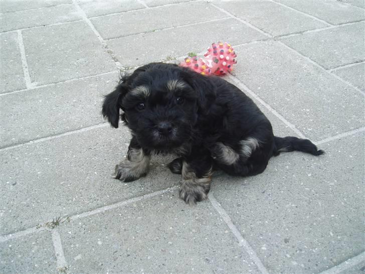 Bichon havanais Dexter - 6 uger gammel billede 3