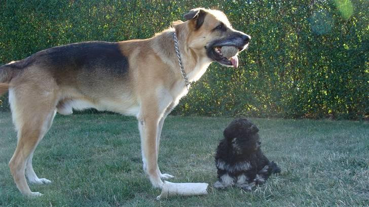 Bichon havanais Dexter billede 4