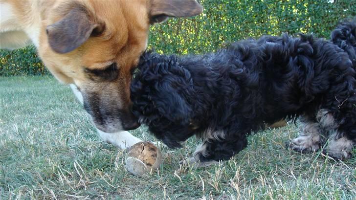 Bichon havanais Dexter billede 5