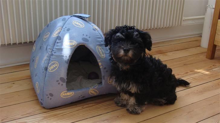 Bichon havanais Dexter billede 6