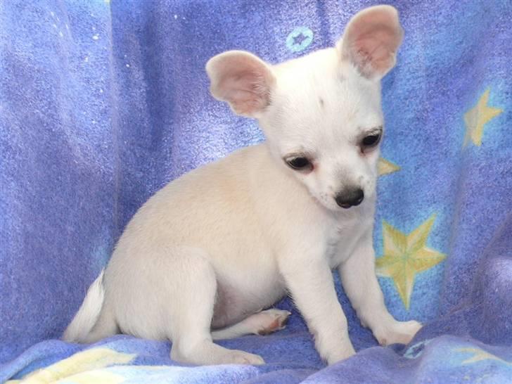 Chihuahua Dolly - Det her gider jeg ikke. billede 9