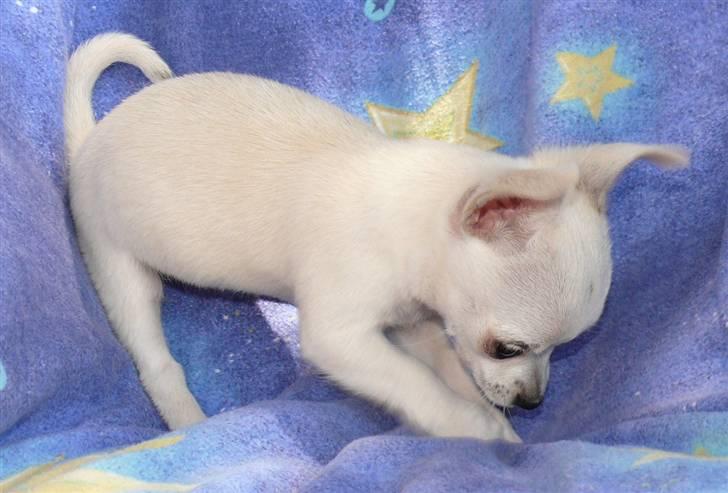 Chihuahua Dolly - Jeg graver mig væk gør jeg. billede 10