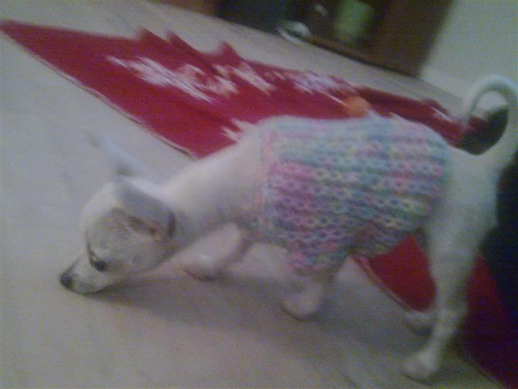 Chihuahua Dolly - Sporhund. billede 11