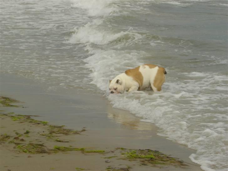 Engelsk bulldog Ziva - Det er dejligt med badetur  billede 7